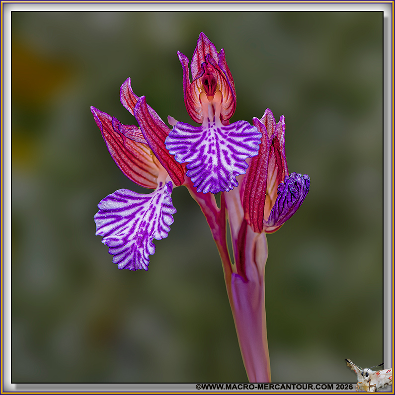 Orchis Papillon